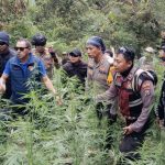 Babat Ladang Ganja Seluas 1,5 Hektar Polisi Tetapkan 4 Tersangka